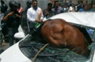 When a horse collided with a car in Jaipur